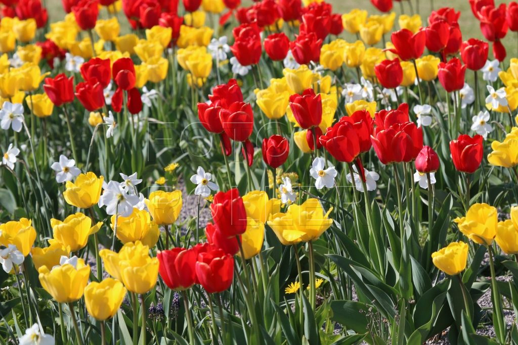 Pestrý koberec z tulipánů a narcisů