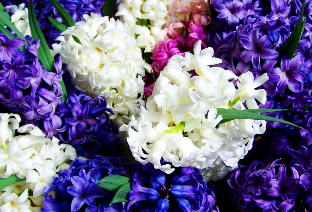 Venkovní hyacinty vyžadují minimum péče