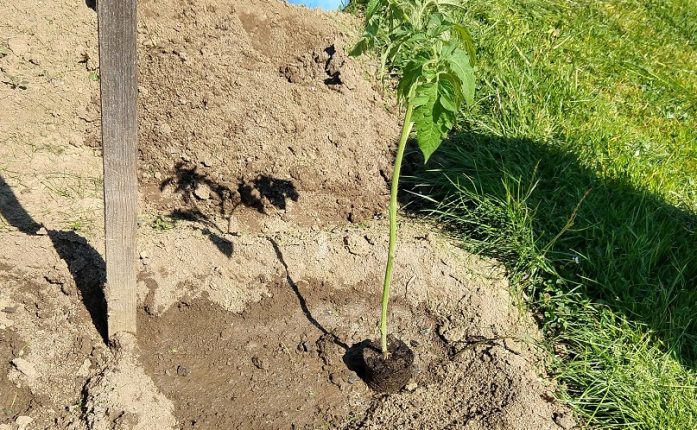 Rajče obereme od spodních listů