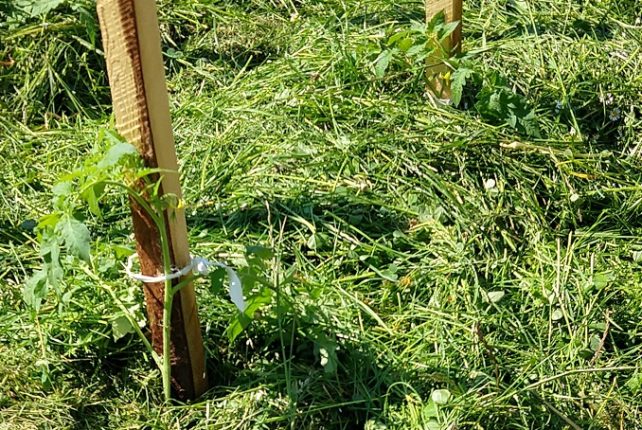 Mulčování je nutné