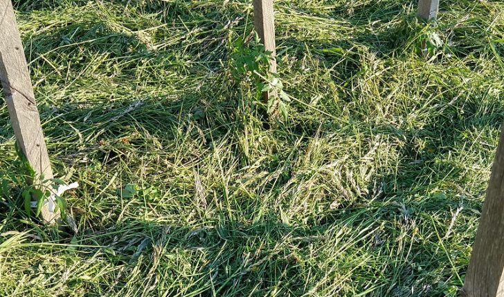 Mulčování bývá nutné