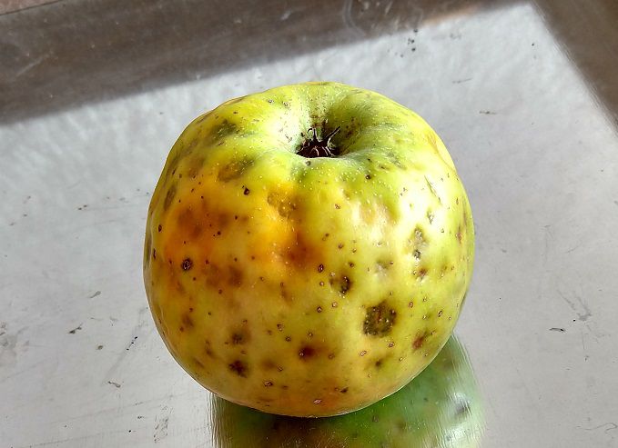 Jablko napadené houbovou chorobou