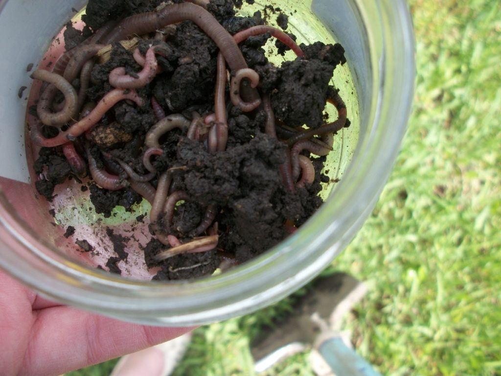 kompost plný žížal
