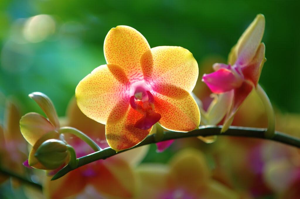 Žlutá orchidej - Foto: Depositphotos