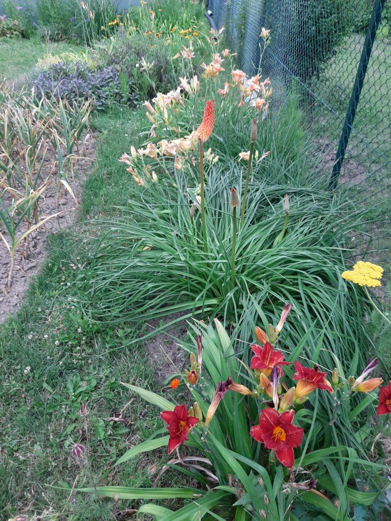 První květy kniphofií rozkvétají v červnu, skvělými sousedy jsou ně denivky