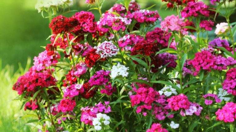 Hvozdík bradatý (Dianthus Barbatus)