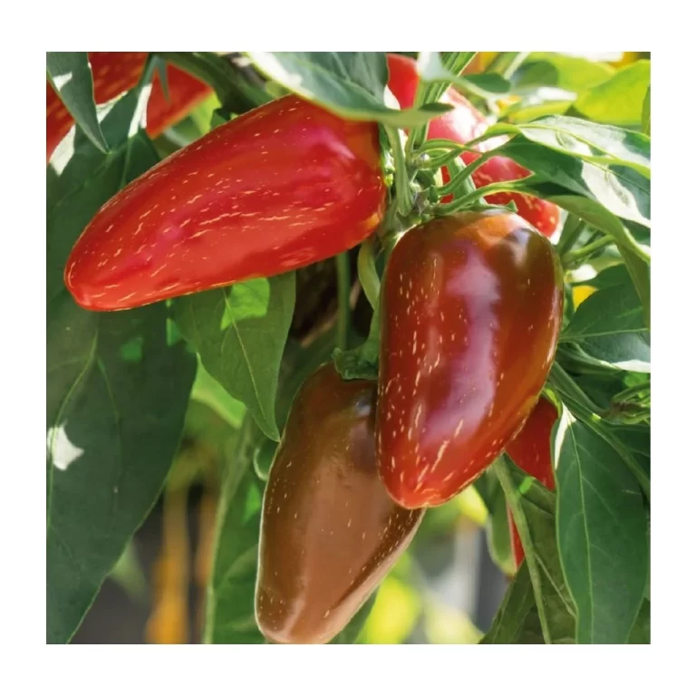 Pálivá paprika Jalapeño