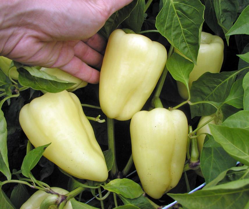 Sladká paprika Amyka