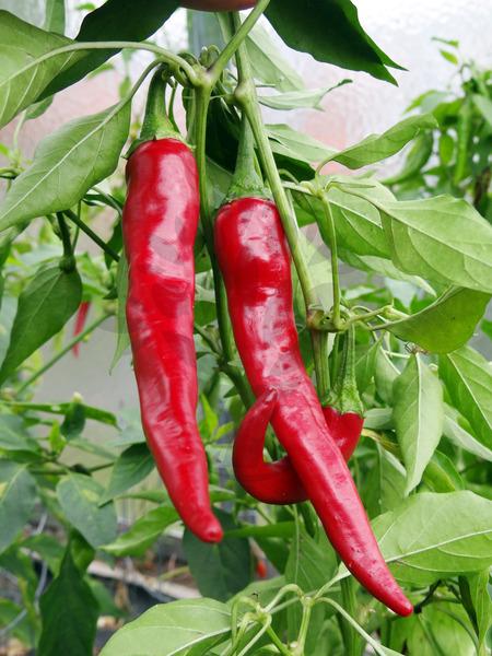 Pálivá paprika Cayenne