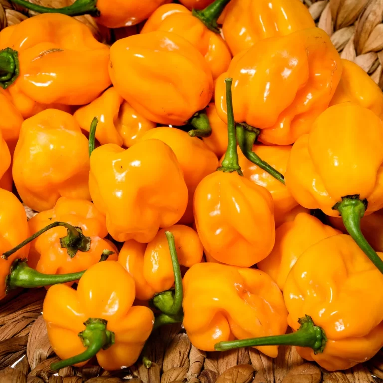 Pálivá paprika Habanero