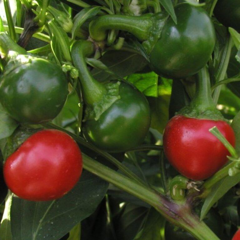 Sladká paprika Koral