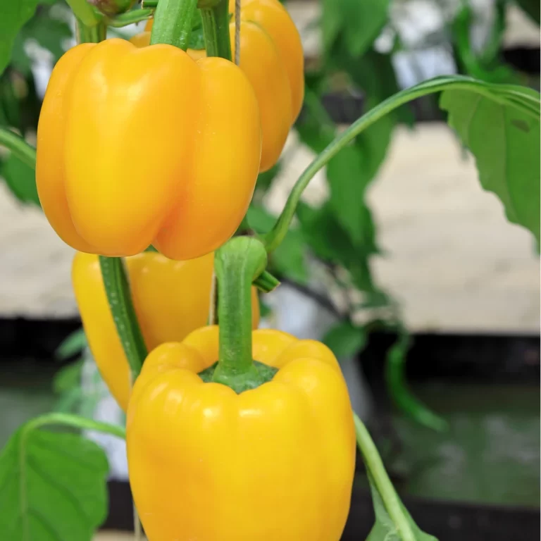 Sladká paprika Oranžová Baby