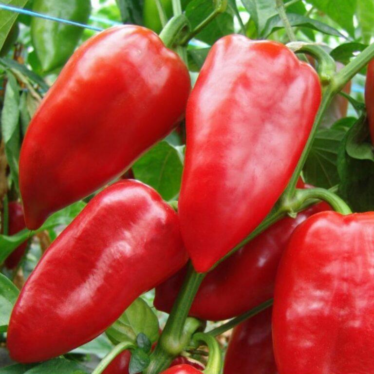Sladká paprika Rubinova