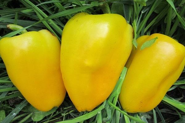 Sladká paprika Samba