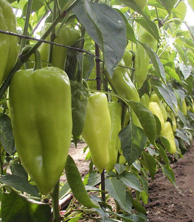 Sladká paprika Slávy