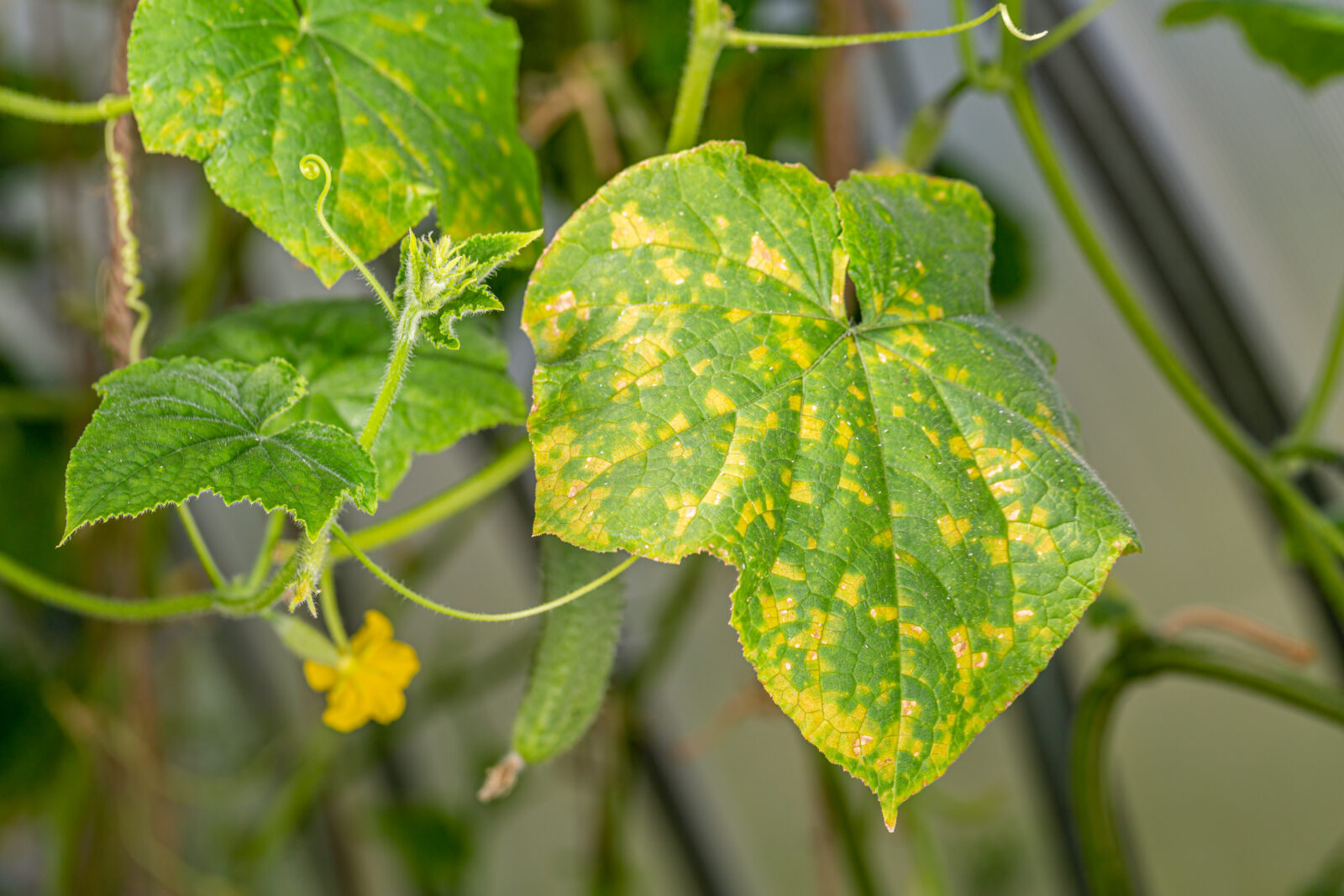 Žluté listy okurky
