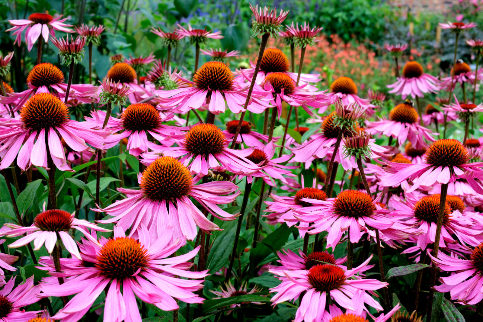 Echinacea / Depositphotos
