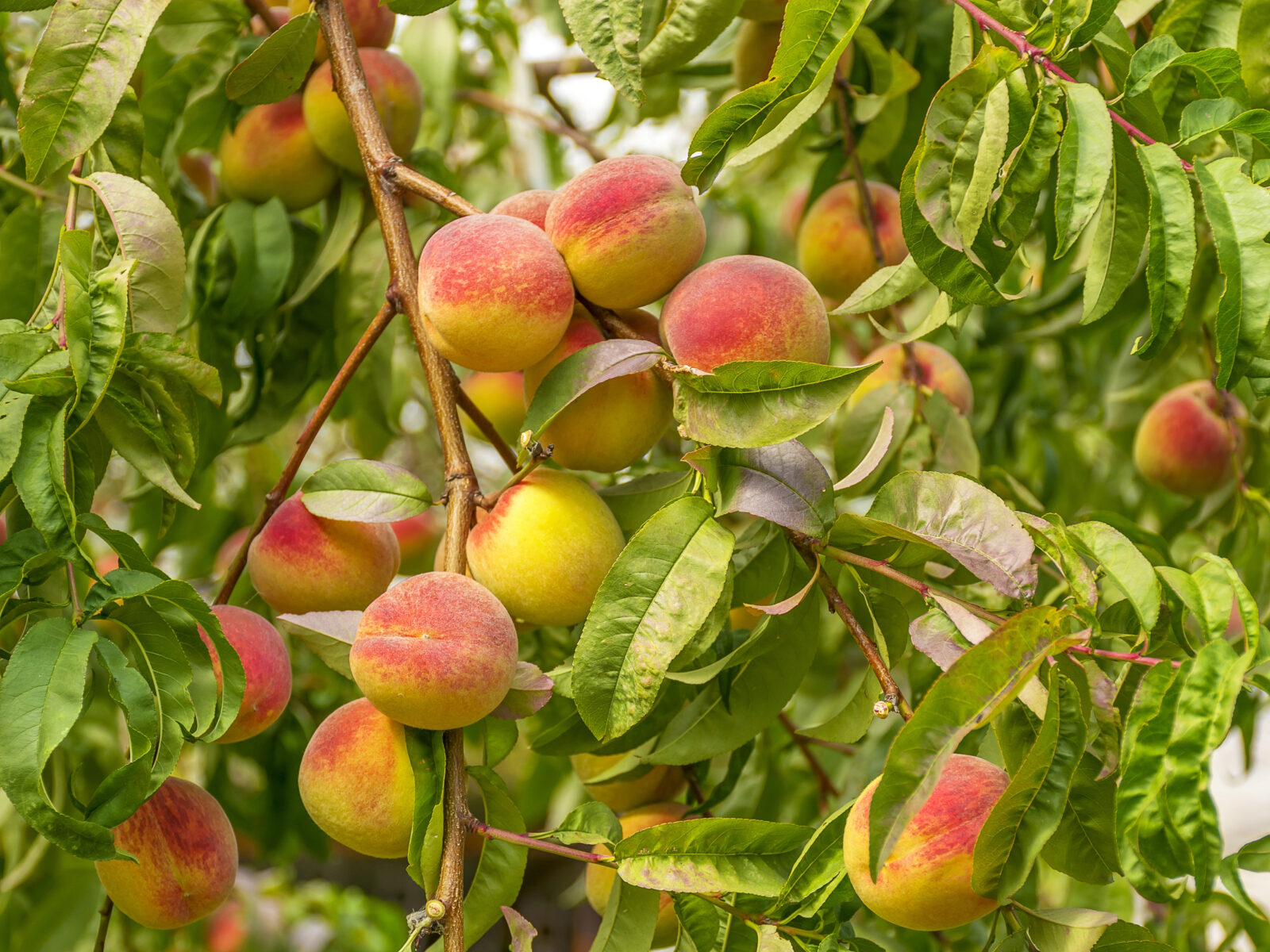 Broskvoň / Depositphotos