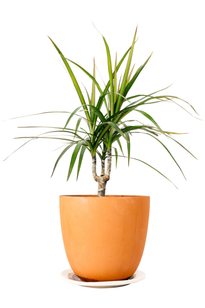 Dracéna / Depostiphotos