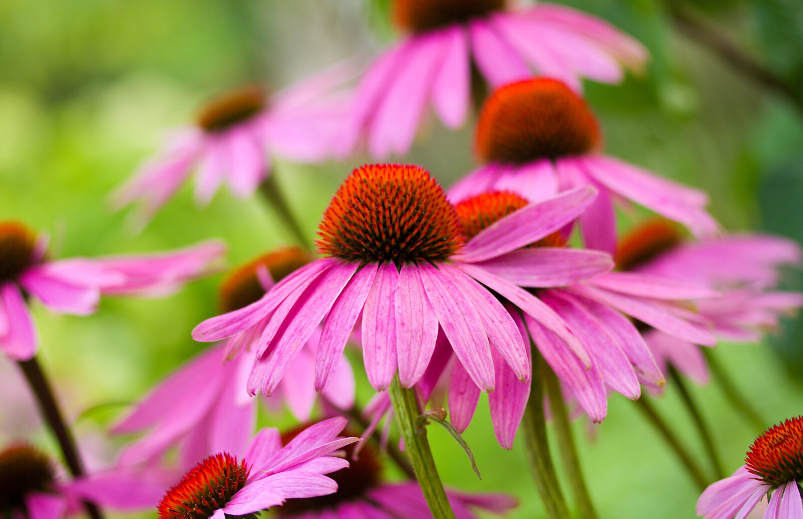 Echinacea / Depositphotos