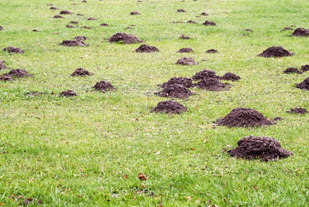Krtek na zahradě / Depositphotos