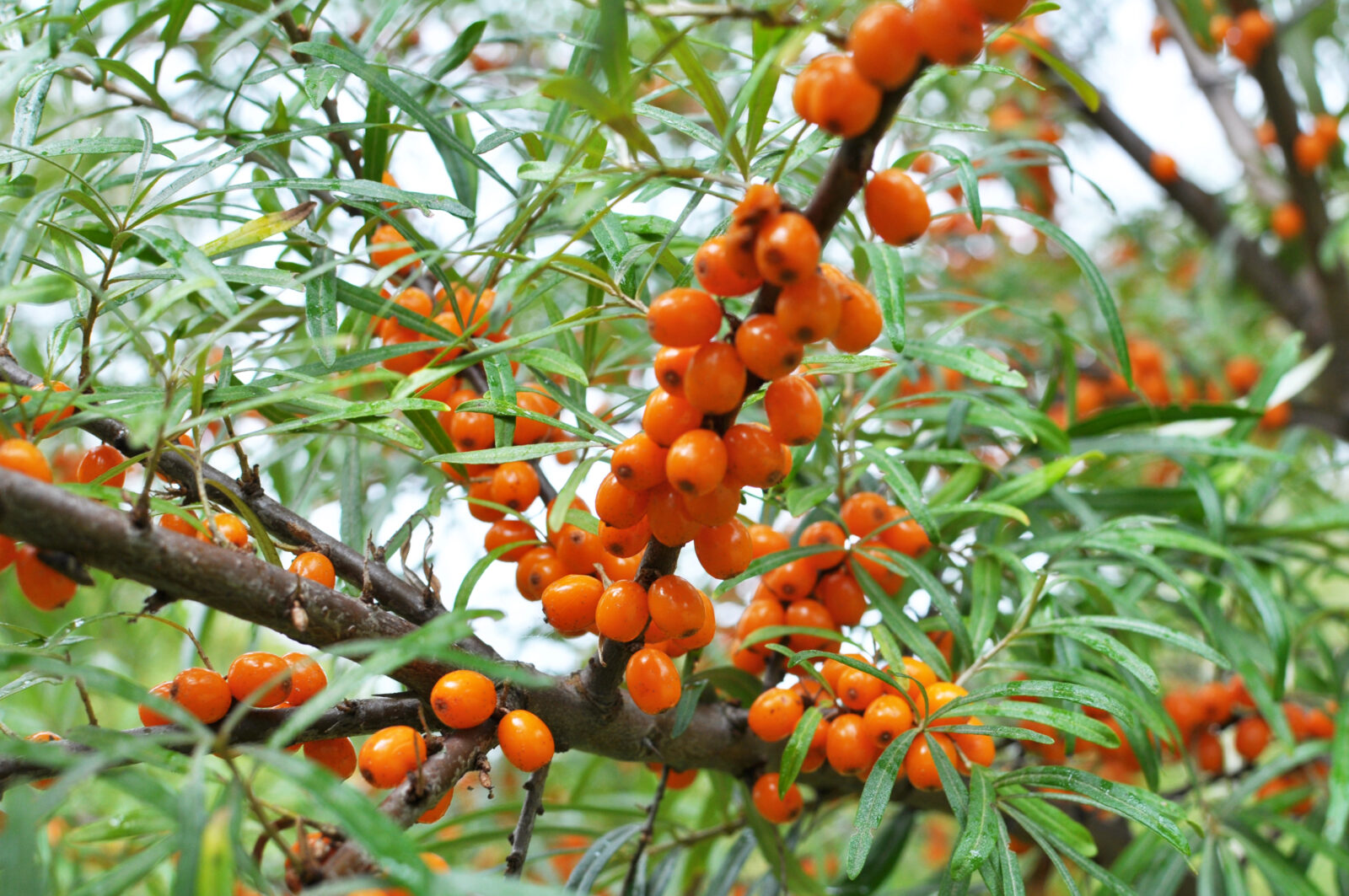 Rakytník keř / Depositphotos