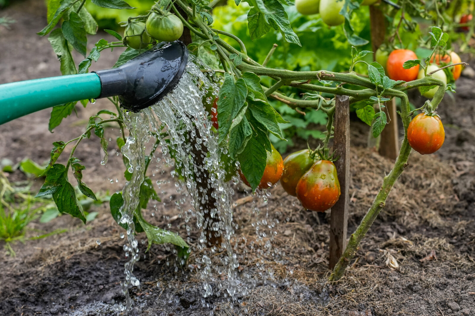 Zalévání rajčat / Depositphotos