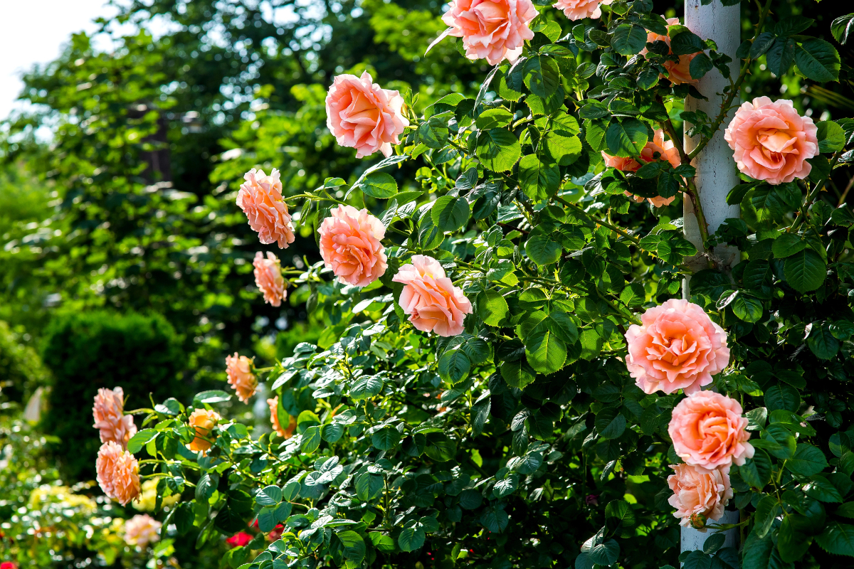 Růže na zahradě / Depositphotos