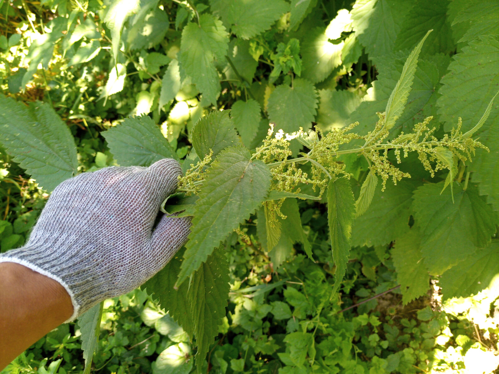 Kopřivové semínka / Depositphotos