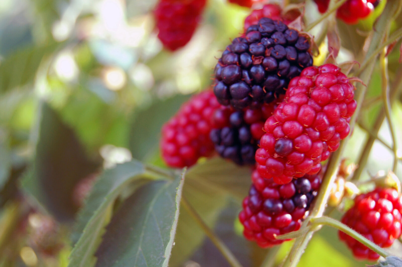 Morušovník / Depositphotos