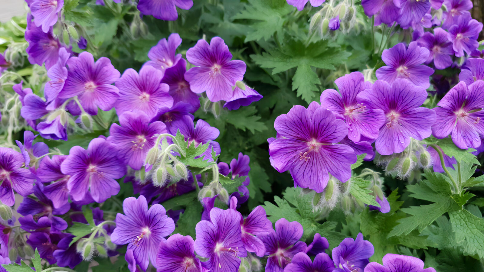 Muškáty s děrovanými listy / Depositphotos