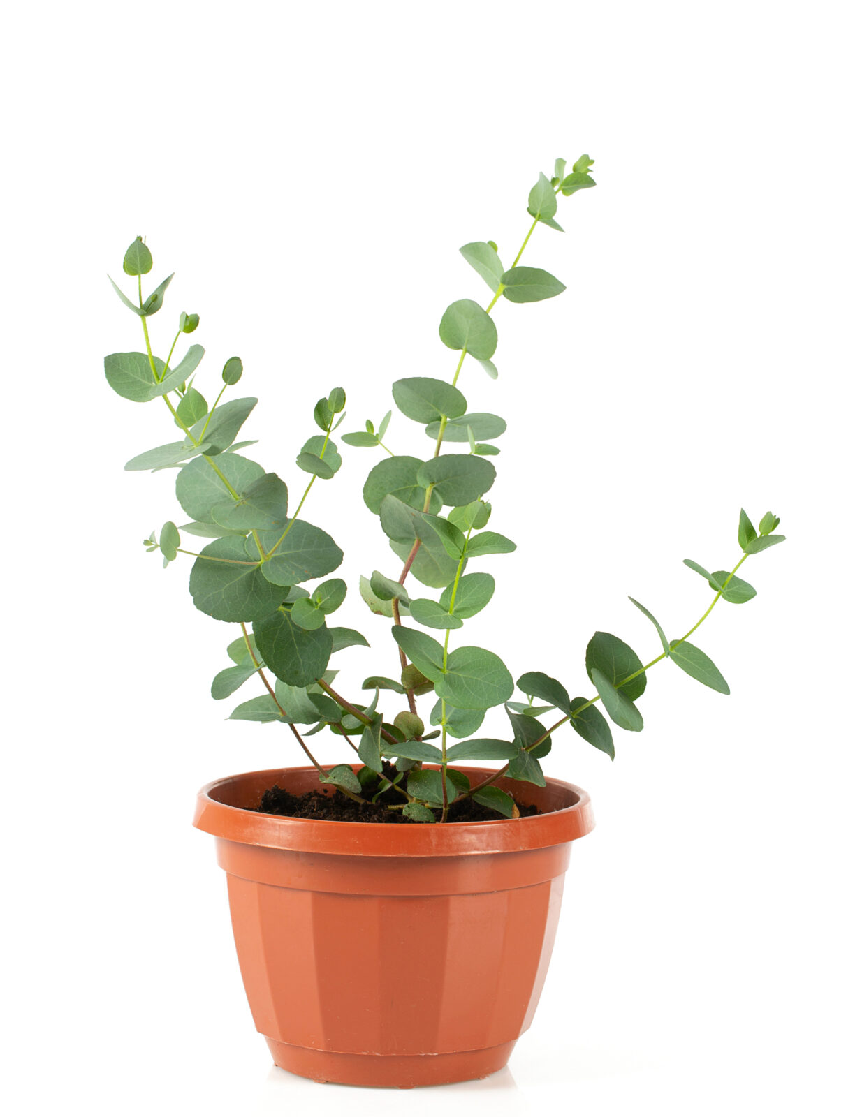 Eukalyptus / Depositphotos