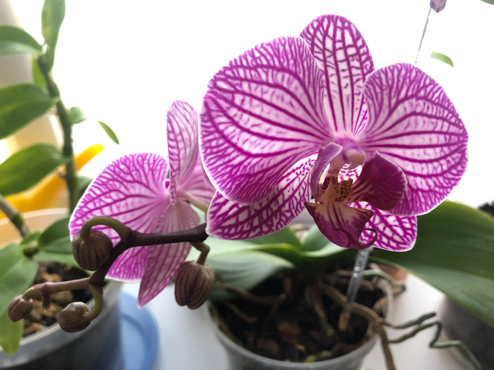 Orchidej v květináči / Depositphotos