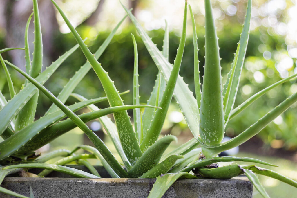 Aloe vera / Depositphotos