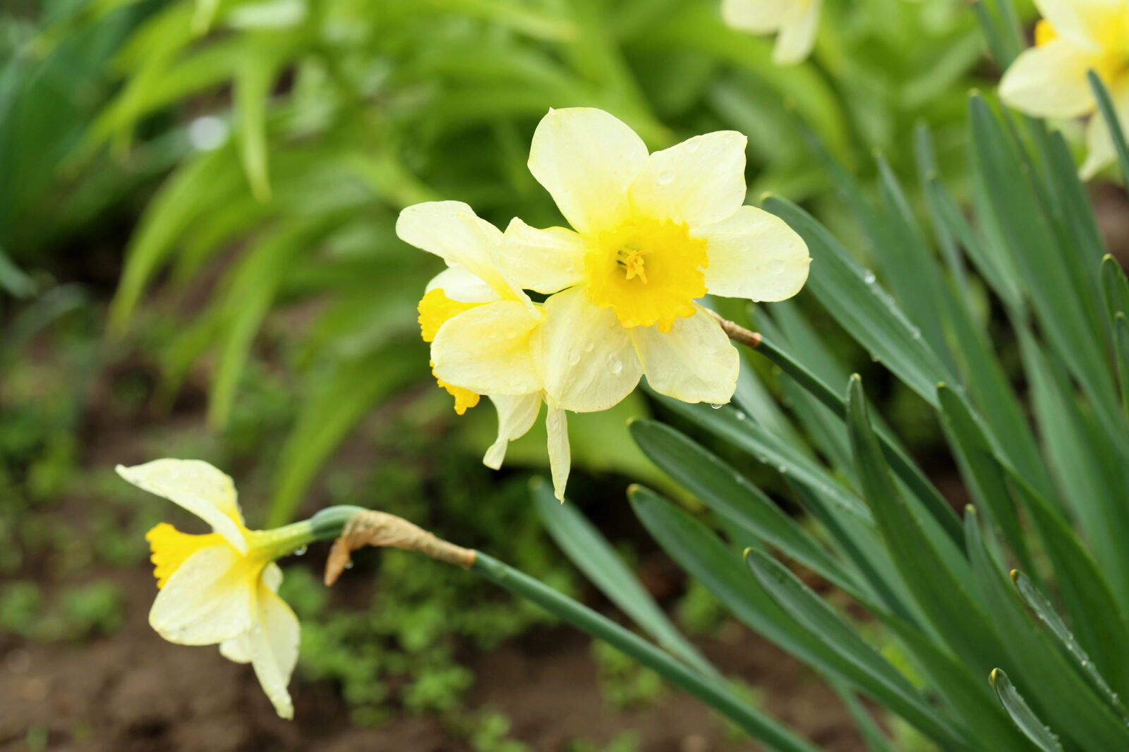 Narcis / Depositphotos