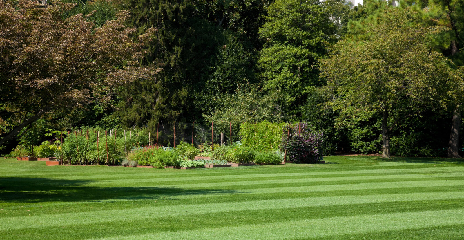 Pruhovaný trávník / Depositphotos