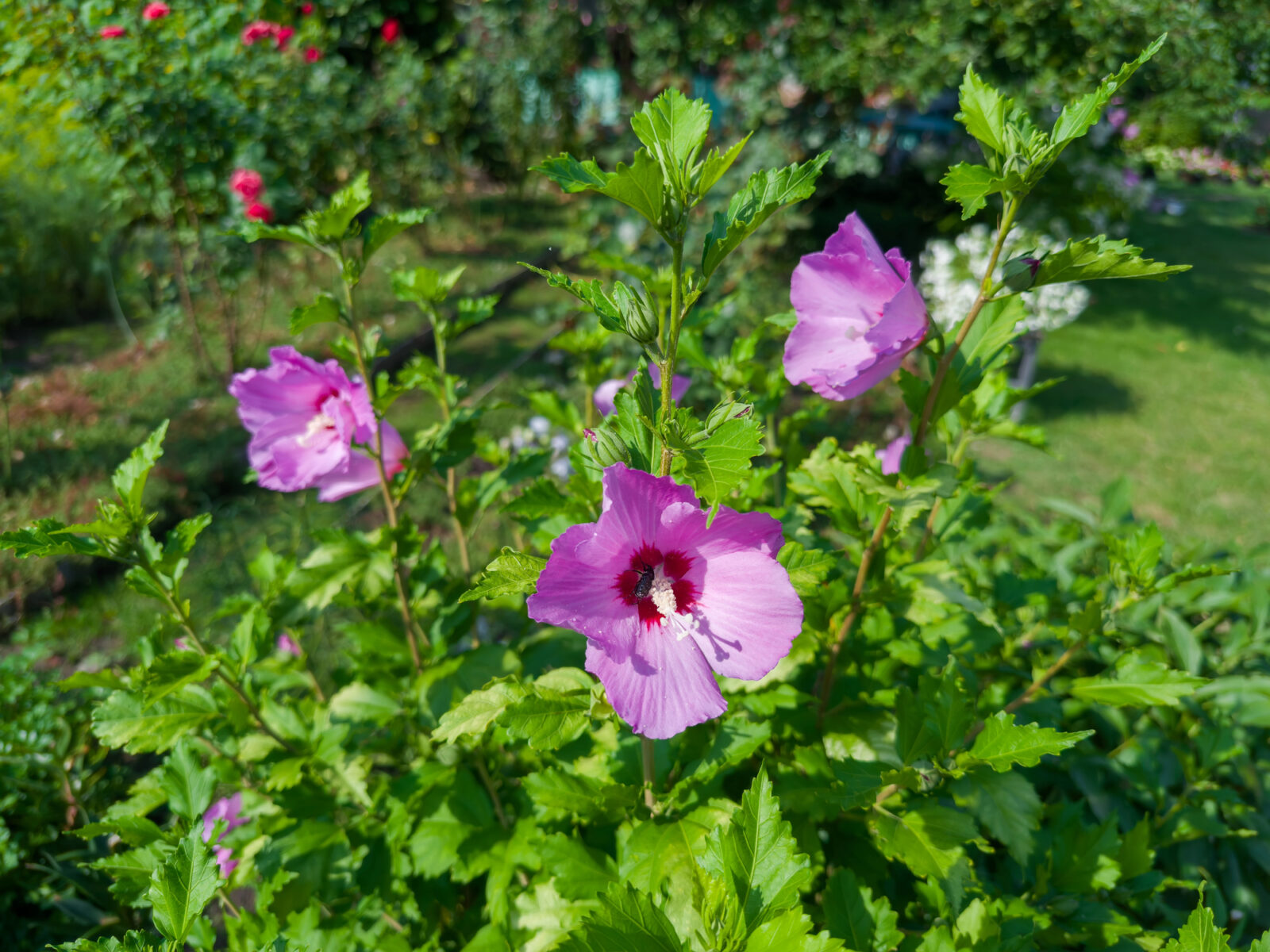 Ibišek / Depositphotos