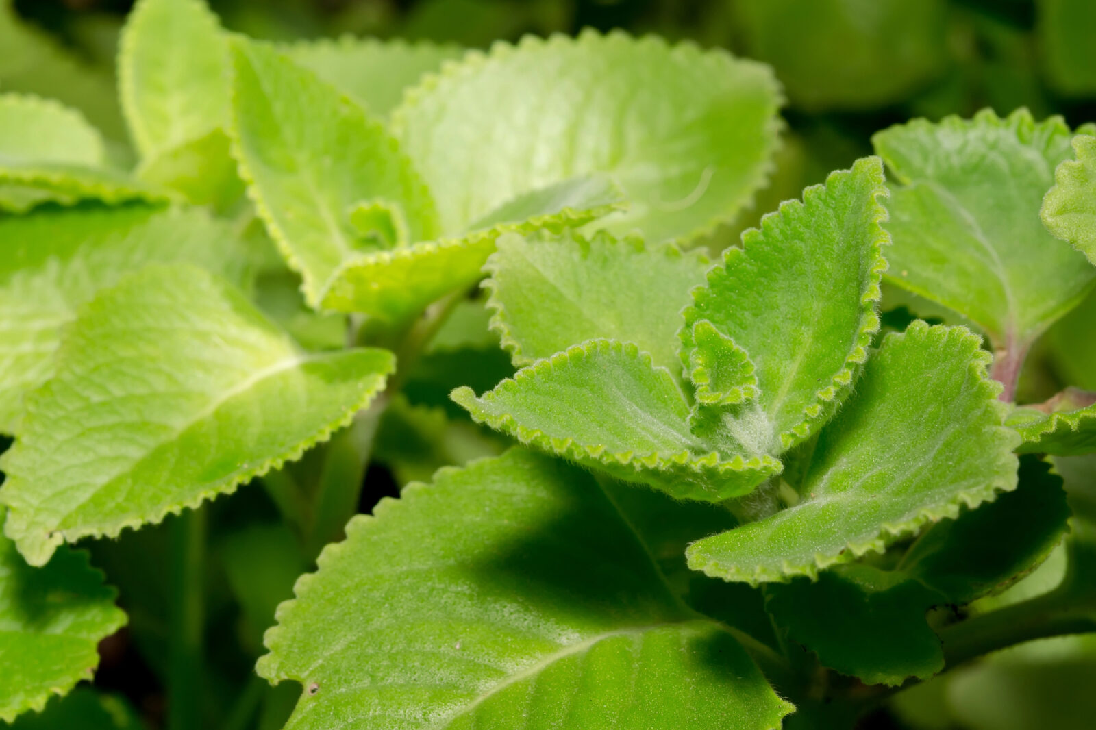 Rýmovník citronový / Plectranthus amboinicus / Depositphotos