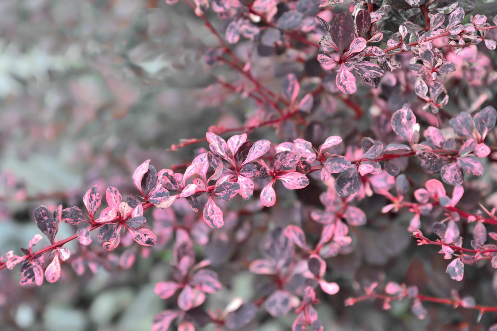 Dřišťál / Depositphotos