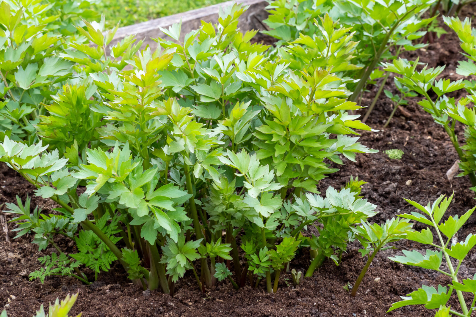 Libeček / Depositphotos