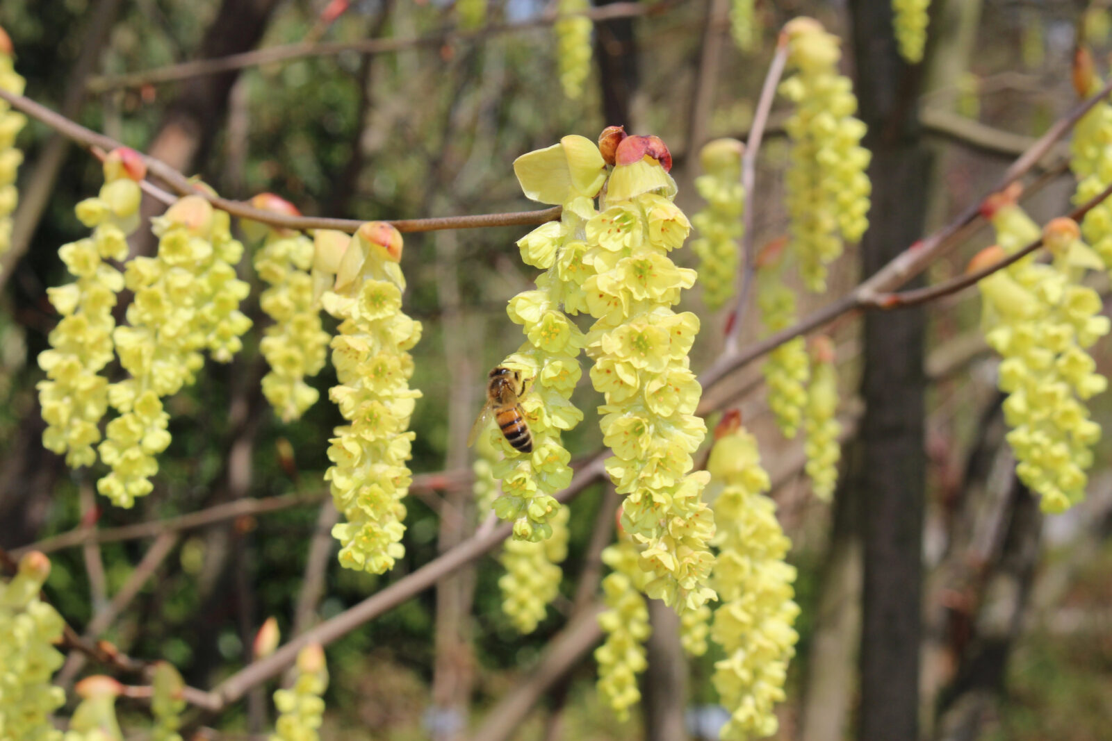 Lískovníček / Corylopsis / Depositphotos