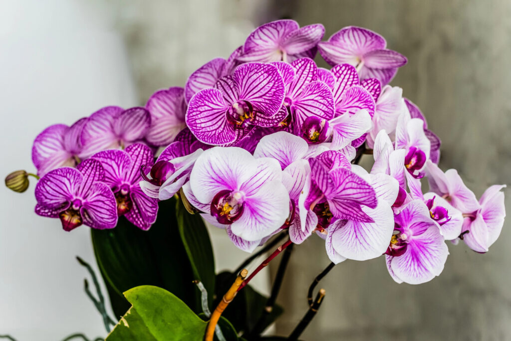 Orchidej phalaenopsis / Depositphotos