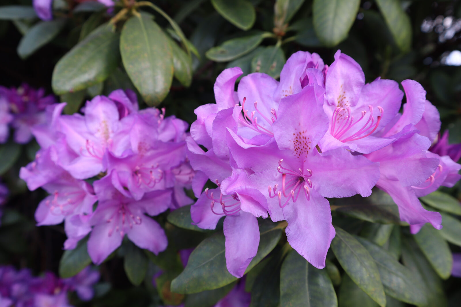 Rododendron / Depositphotos