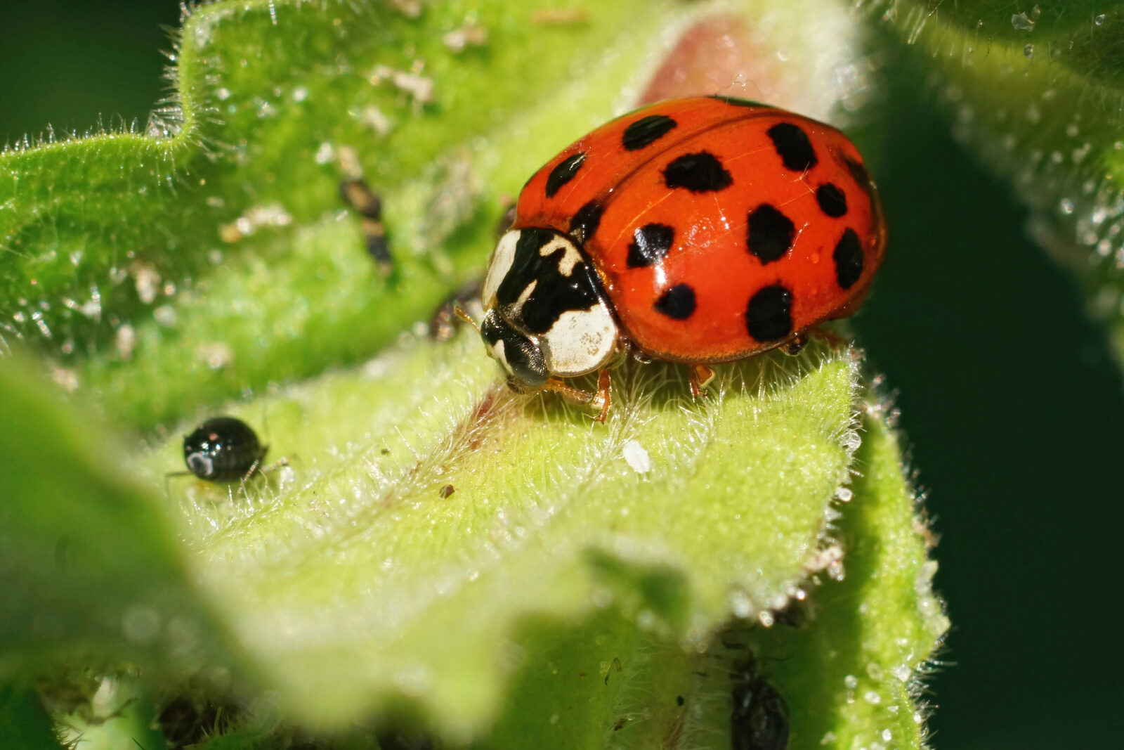 Slunéčko východní / Depositphotos