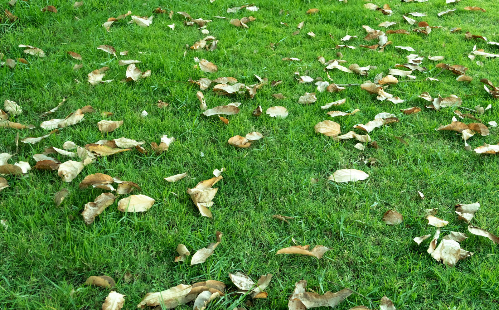 Trávník na podzim / Depositphotos