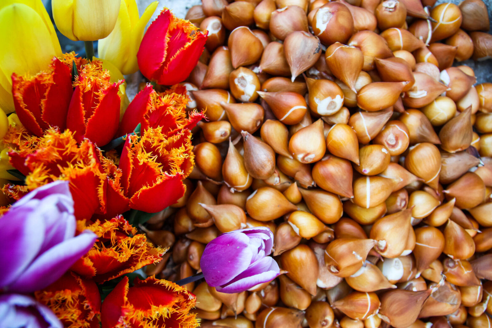 Tulipány / Depositphotos