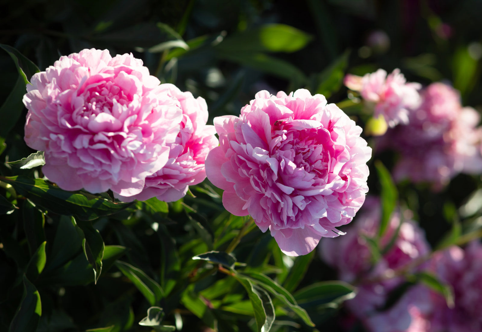 Pivoňky / Depositphotos