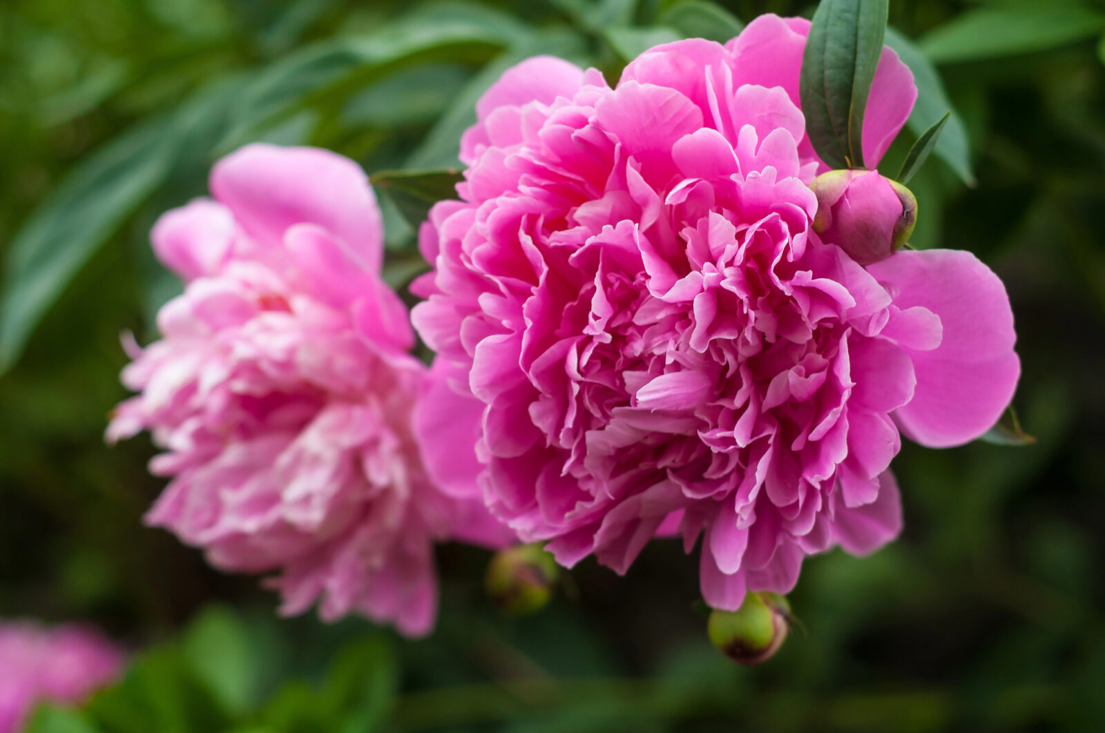 Pivoňky / Depositphotos