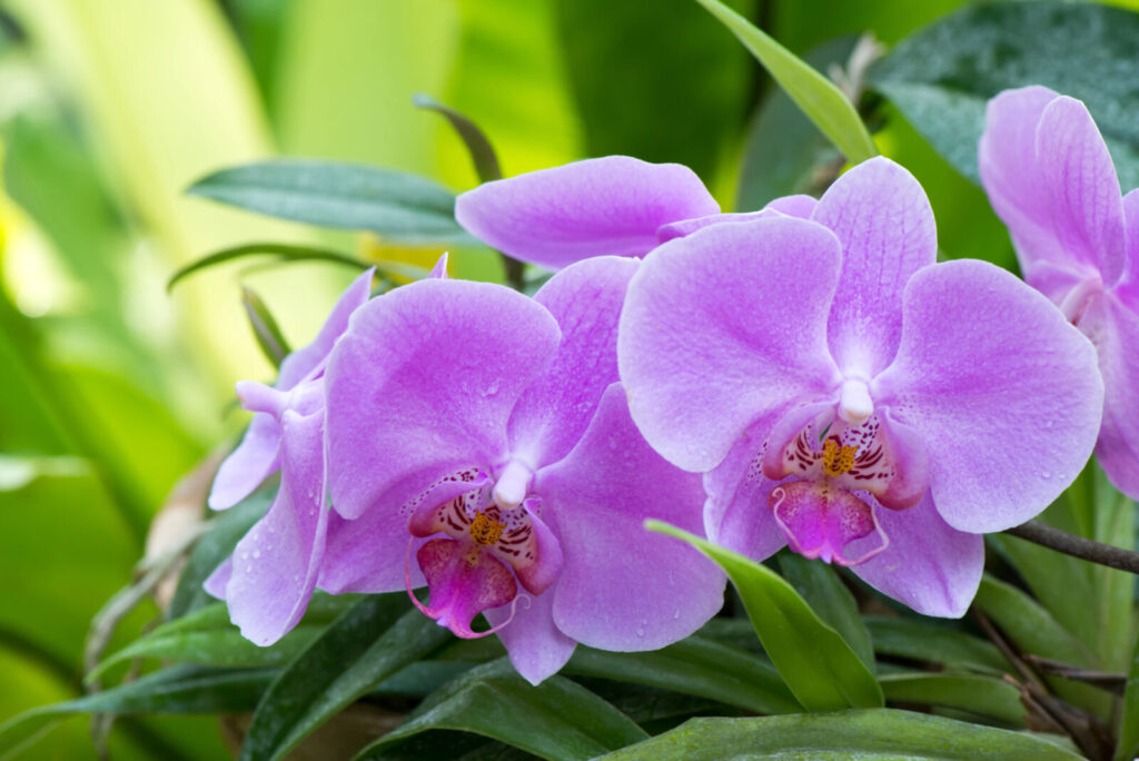 Kvetoucí orchideje / Foto: Depositphotos