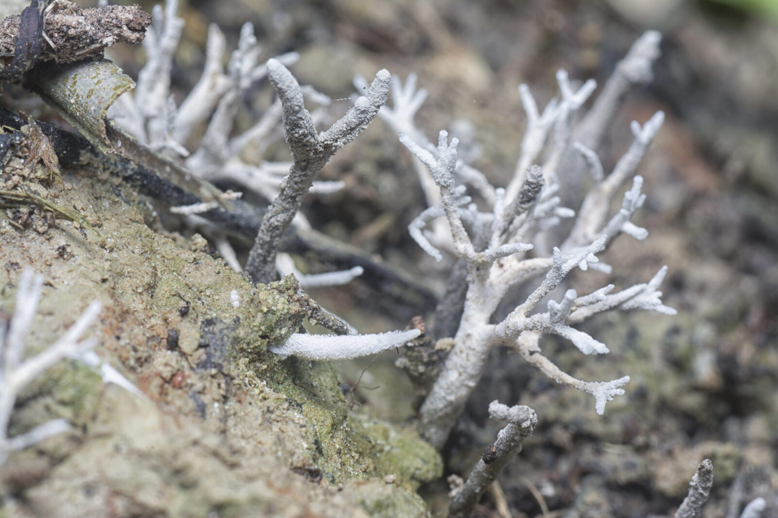 Mykorhizní houby / Depositphotos